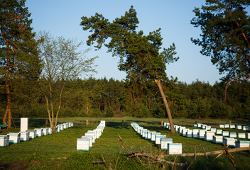 Apiary in the forest. Extraction of honey in spring.