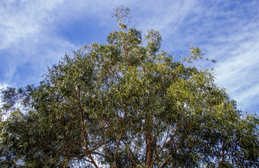 Fototapeta premium tree on the banks of the Quequen Grande River, Necochea, Argentina
