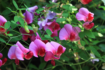 vicia sativa Platterbse mit Blüten und Samenschoten