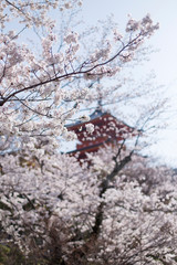 Kiyomizu-dera templo entre las flores de los cerezos en flor en Kyoto