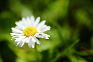 Daisy in Green grass