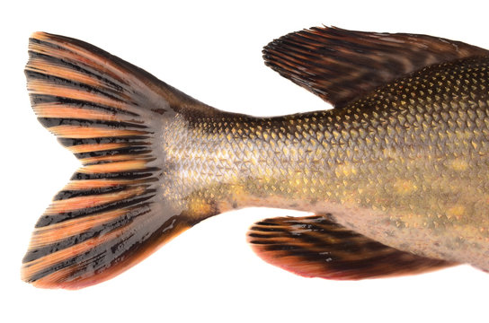 pike tail