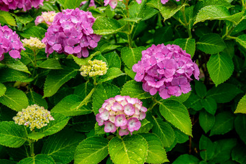 雨上がりのアジサイの花