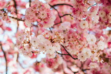 Bright pink cherry sakura blossom background with beautiful blurred bokeh effect.