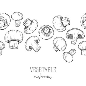 Mushroom, champignon isolated on white background. Vector illustration