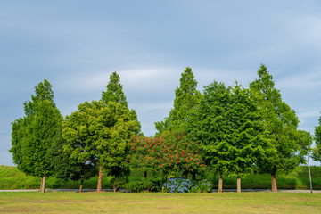 公園の緑