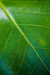 Leaf with veins