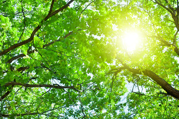 Oak tree branches with green leaves on blue sky and bright sun light background, summer sunny day nature landscape, sunlight on green lush foliage forest backdrop, morning sun glow in park, copy space