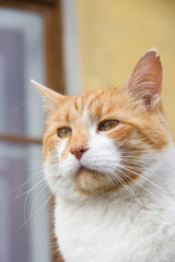 portrait of a beautiful cat against