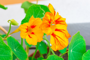 Healthy organic heirloom flowering nasturtium plant growing on the balcony on a sunny spring day. Edible bee-friendly herbs, flower, fruits, and vegetables for urban gardening in an Italian city