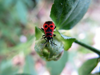 Fire-bug close-up taken in France