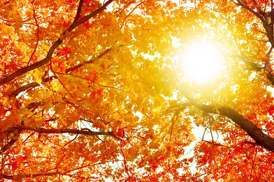 Oak tree branches with yellow leaves on blue sky and bright sunlight background, golden autumn sunny day nature, fall season orange forest, autumnal landscape, red trees crowns in sun glow, copy space