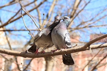 couple of pigeons kiss on a branch in clear summer day
