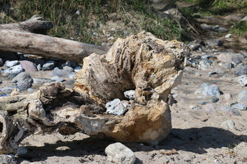 holz