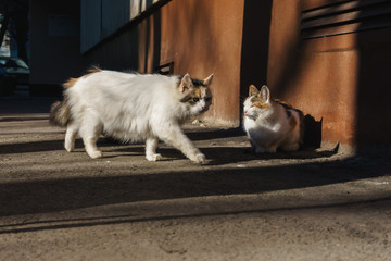 Fototapeta na wymiar beautiful spotted young stray cats in the sun near the house they warm themselves in the afternoon
