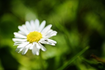 Obraz premium Daisy on green grass