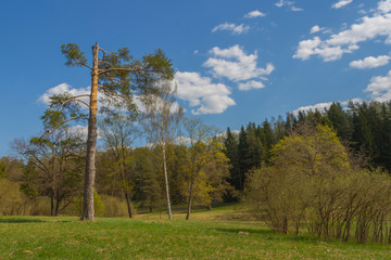 spring landscape in the park with a pine without top