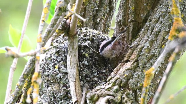 Long-tailed tit (Aegithalos caudatus) feeds its chicks in the nest