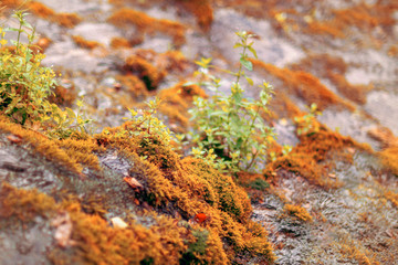 Moss-covered stone. Beautiful moss and lichen covered stone in nature. Background, textured.