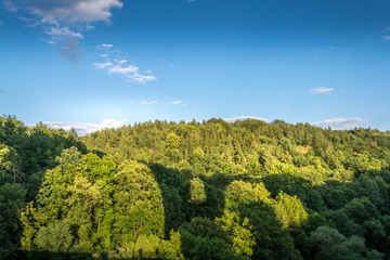 Fototapeta na wymiar forest landscape with sky