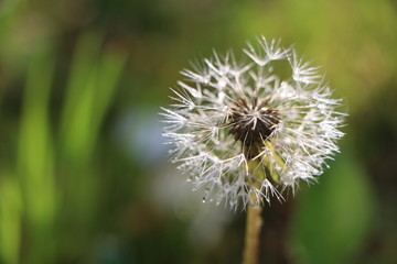 Blooming dandelion with water drops in the morning after rain