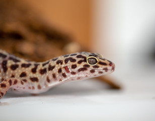 Gecko