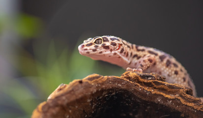 Gecko