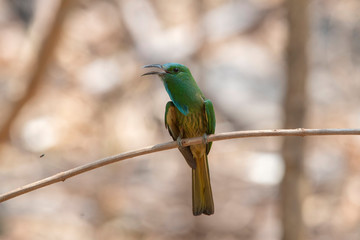 Blue-bearded Bee-eater perching on a tree branch