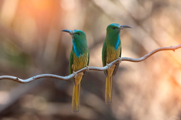 Blue-bearded Bee-eater perching on a tree branch
