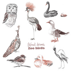 Hand-drawn sketch of birds of a zoo. Drawn with sauce and sanguine crowned crane, owl, black swan, goose, peacock, sparrow, duck, heron.