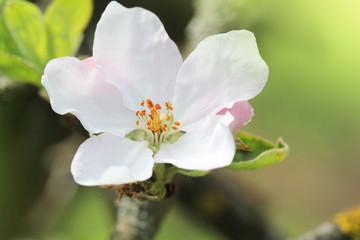 Spring apple blossom background. Beautiful nature scene with blooming tree on green background. Spring flowers