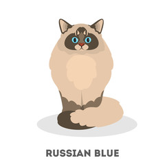 Russian blue cat breed. Domestic pet with a grey fur