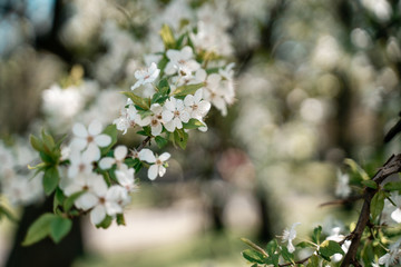  Apple flowers