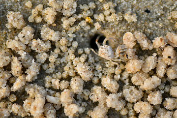 Very tiny Sand Bubbler Crabs