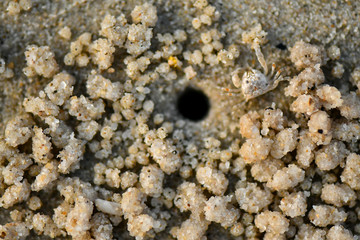Very tiny Sand Bubbler Crabs