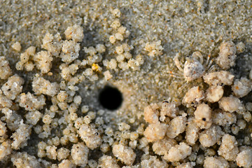 Very tiny Sand Bubbler Crabs