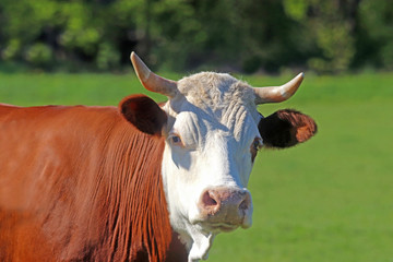 portrait of a simmental cow on a pasture