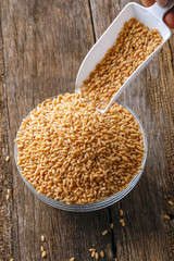 indian wheat grain ,  Wheat grain in bowl