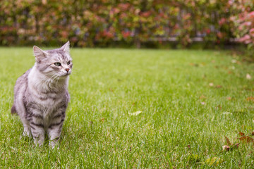 Naklejka na ściany i meble Beautiful cat with long hair outdoor in a garden, siberian purebred grey kitten