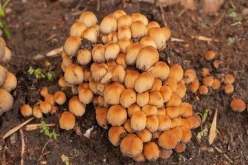 Forest mushrooms in the grass. Gathering mushrooms. Forest concept.