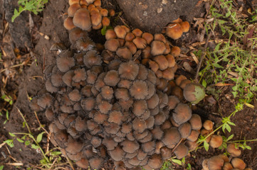 Forest mushrooms in the grass. Gathering mushrooms. Forest concept.