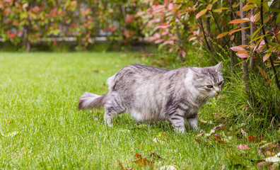 Naklejka na ściany i meble Silver cat with long hair outdoor in a garden, siberian female kitten