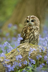Tawny owl perched on a log surrounded by bluebells.  