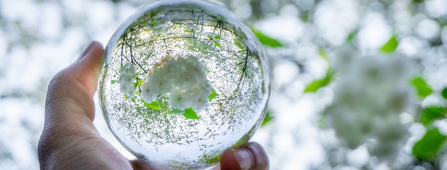 A hand holding a crystal ball for optical illusion. Known as an orbuculum, is a crystal or glass ball and common fortune telling object. Performance of clairvoyance and scrying