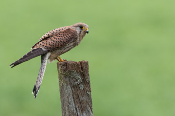 Female Kestrel side view perched on a post with a green background.  