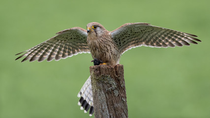Female Kestrel Mantling prey on post with green background.  