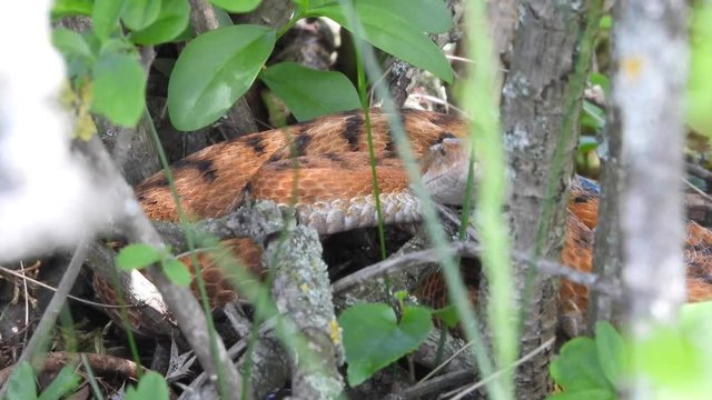 Aspisviper&nbsp;(Vipera aspis) im Elsass, Frankreich