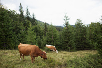 cows grazing on green mountain hill