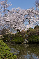 pond in the garden of the Kiyomizudera temple