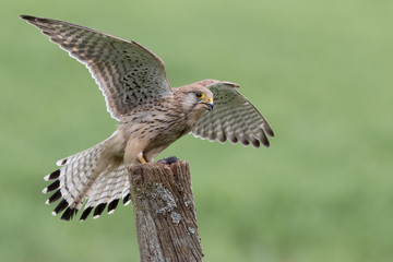 Female Kestrel perched on post with wings outspread.  Green background.  